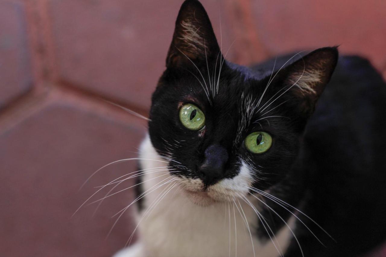 Posada Lupita Puerto Escondido  Kültér fotó